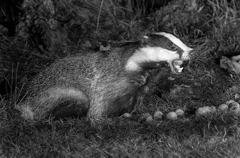 Badger Study 4.jpg - Foraging Greengages