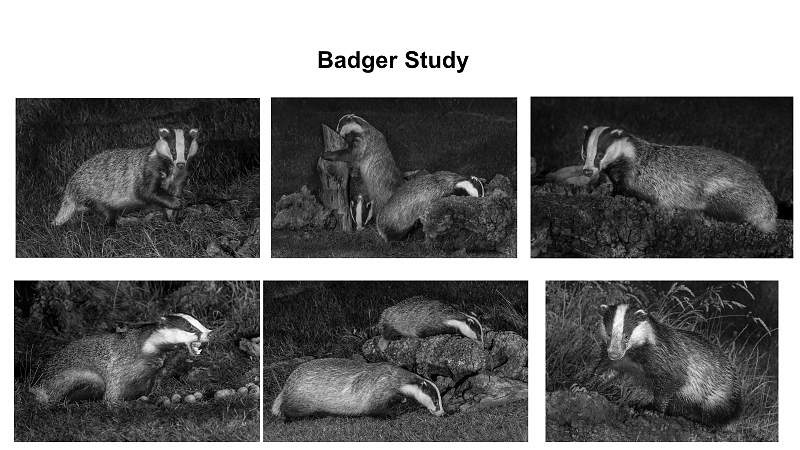 Badgers Study.jpg