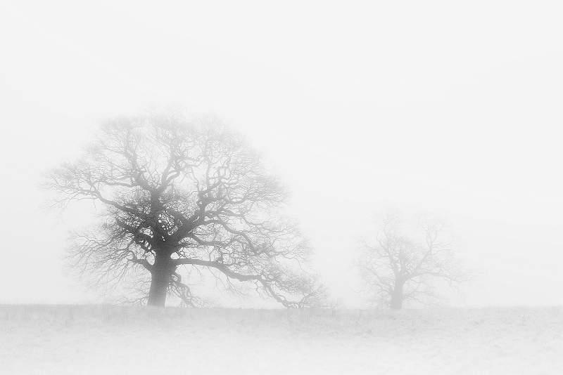 Fog Tree Family 1.jpg