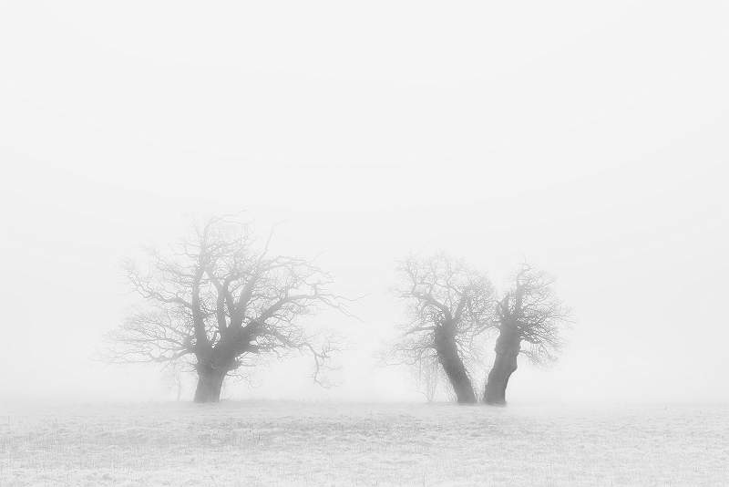 Fog Tree Family 2.jpg