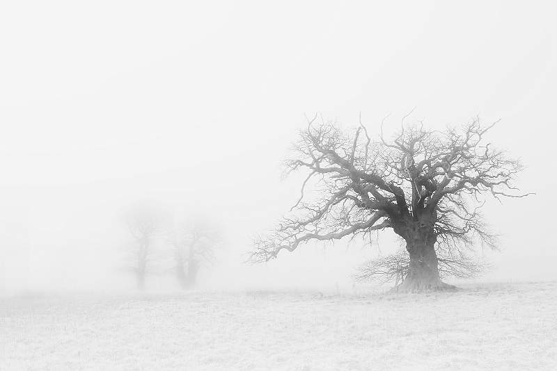 Fog Tree Family 3.jpg