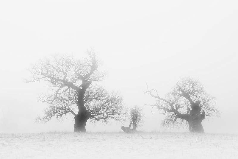 Fog Tree Family 5.jpg