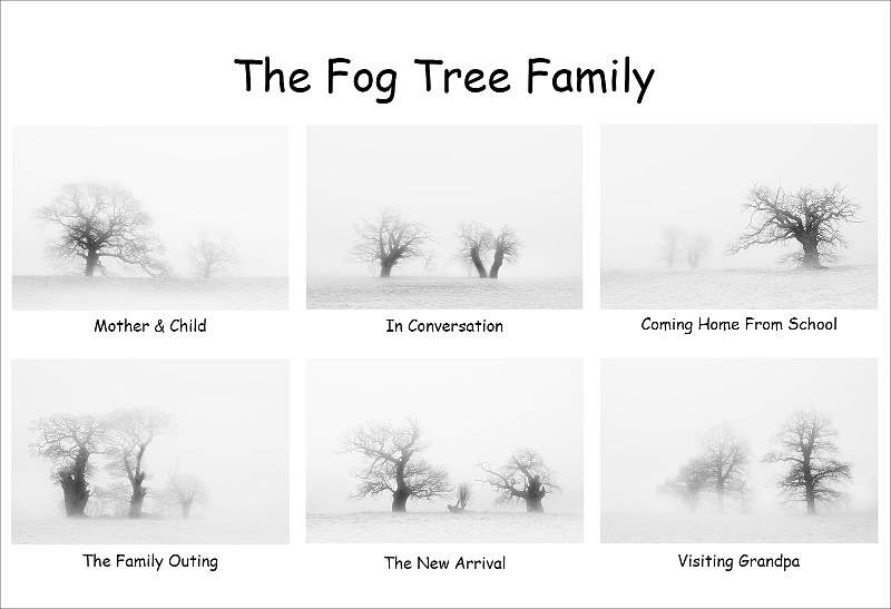 The Fog Tree Family.jpg