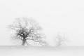 Fog Tree Family 1