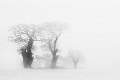 Fog Tree Family 4