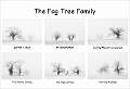 The Fog Tree Family