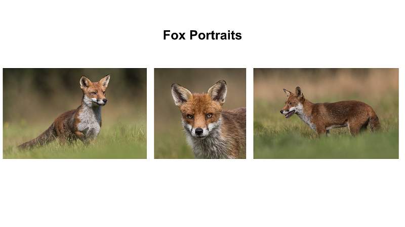 Fox Portraits.jpg