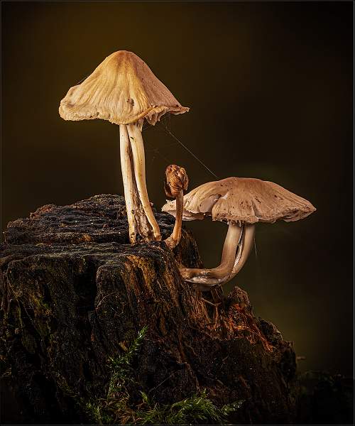 1 Scurfy Twiglet.jpg - RSPB Wolves Wood