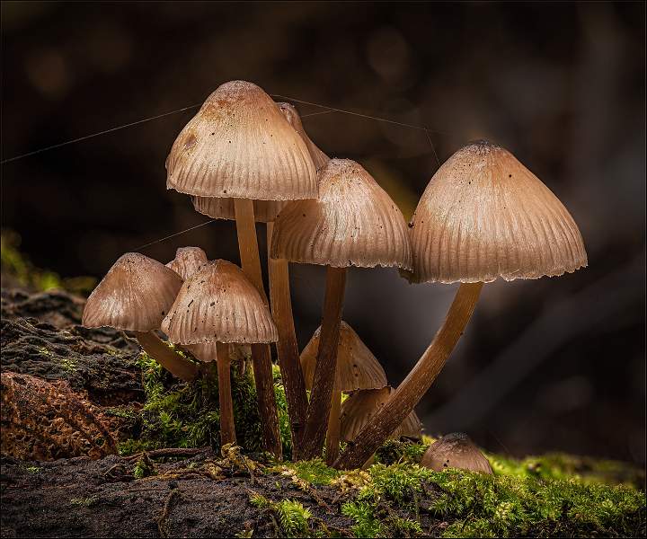 2 Scurfy Twiglet.jpg - Staverton Thicks