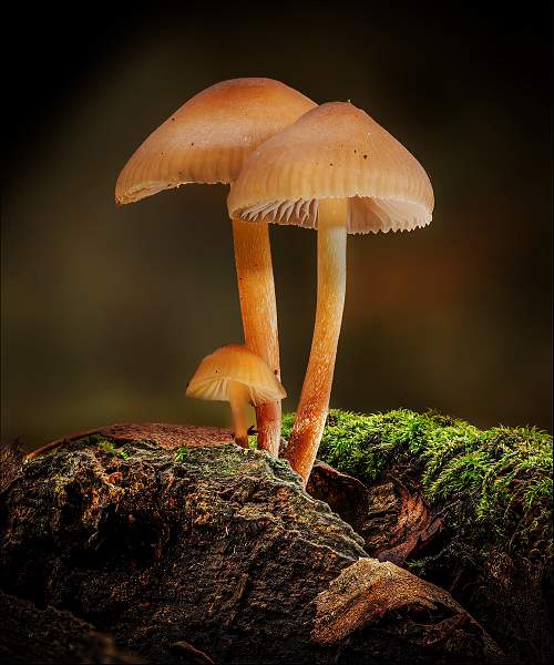 3 Scurfy Twiglet .jpg - Staverton Thicks