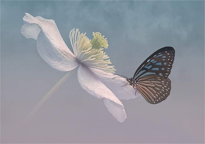 Fison Cup (Creative) - Flower and the butterfly - Russell Hynard.jpg - Open.i01