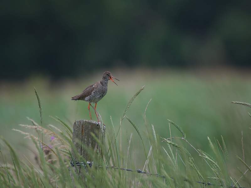 IDPS Cup (Beginners) - Red Shank Calling - Jim Farrow.jpg