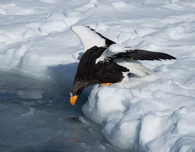 Vincent Challenge Cup (Natural History) - Steller's Sea Eagle Fishing - David Robinson.jpg