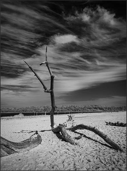 William Robinson Cup ( Mono Landscape) - Fallen Tree, Benacre Broad 1 - Matthew Clarke.jpg - Covehithe and Benacre Broad