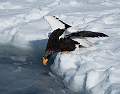 Vincent Challenge Cup (Natural History) - Steller's Sea Eagle Fishing - David Robinson
