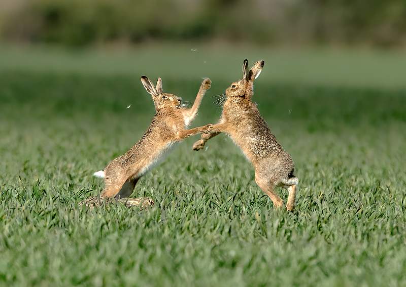 Boxing Hares 1_Stephen Harper.jpg - Boxing Hares 1