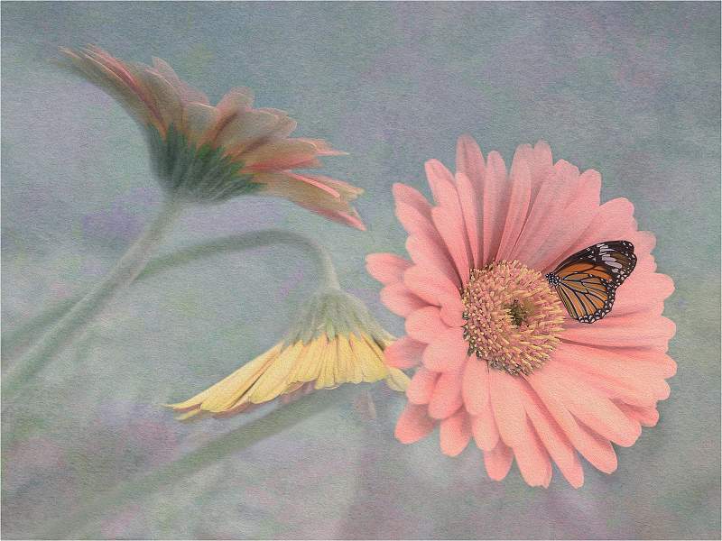 Common tiger on gerbera_Russell Hynard_open.i01.jpg - open.i01