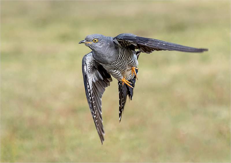 Cuckoo in Flight.jpg - Open Colour