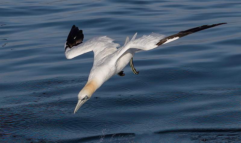 Gannet Diving at 60mph.jpg