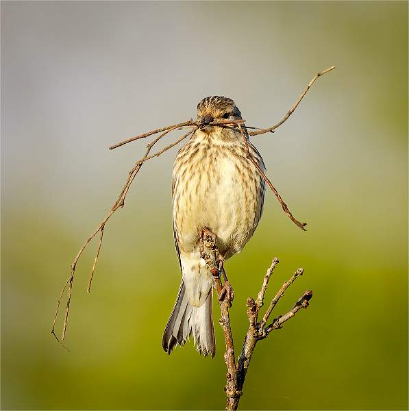 Linnet with nesting material dpi.jpg - Linnet with nesting material_michael bamford_annual exhib.jpg