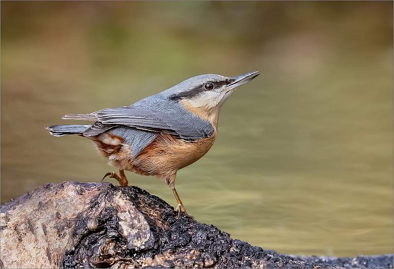 Nuthatch.jpg - Colour Open 