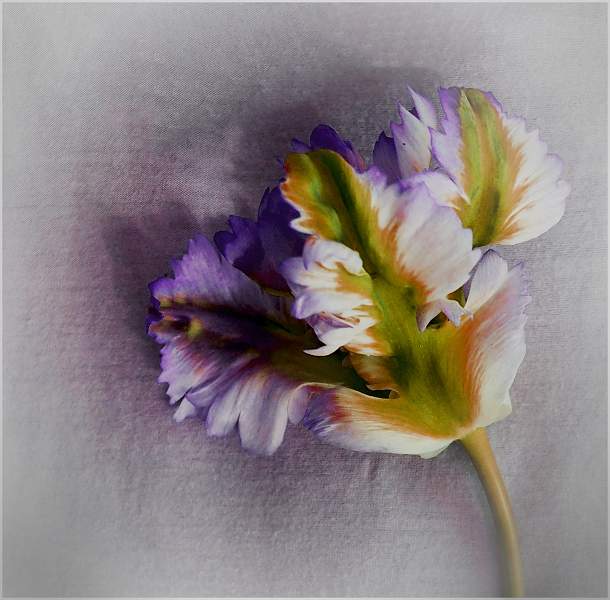 Parrot Tulip Jenny Walker Intermediate.jpg