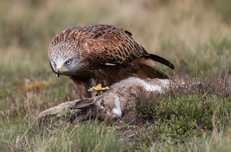Red Kite With Prey.jpg