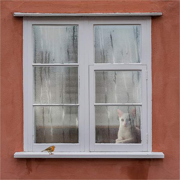 The cat and the robin_Russell Hynard_open.i04.jpg - open i02