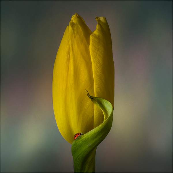 Tulip and ladybird_Russell Hynard_open.i05.jpg