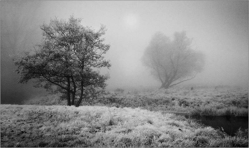 Willow Tree in Mist.jpg