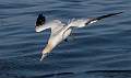 Gannet Diving at 60mph