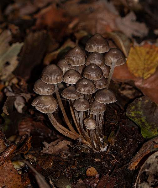 Cluster of bonnets.jpg