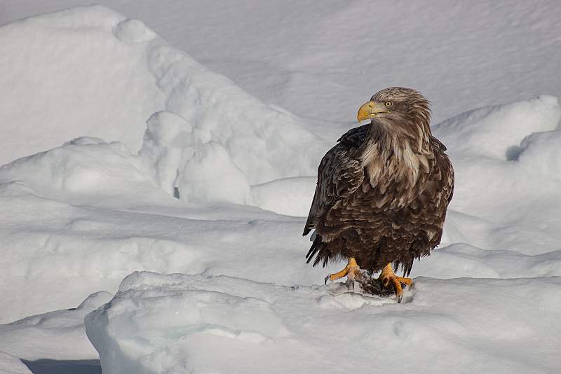 White tailed eagle on Pack Ice .jpg