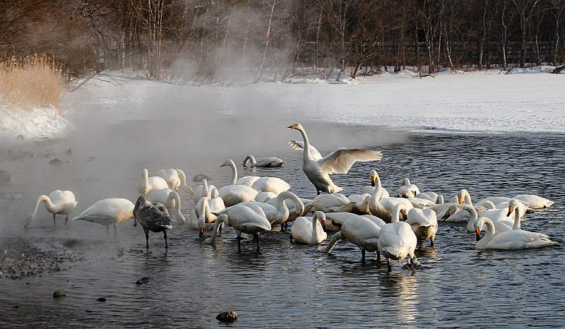 Whooper Swans at Lake Kussharo.jpg
