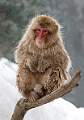 Snow Monkey on branch