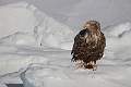 White tailed eagle on Pack Ice 