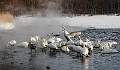 Whooper Swans at Lake Kussharo