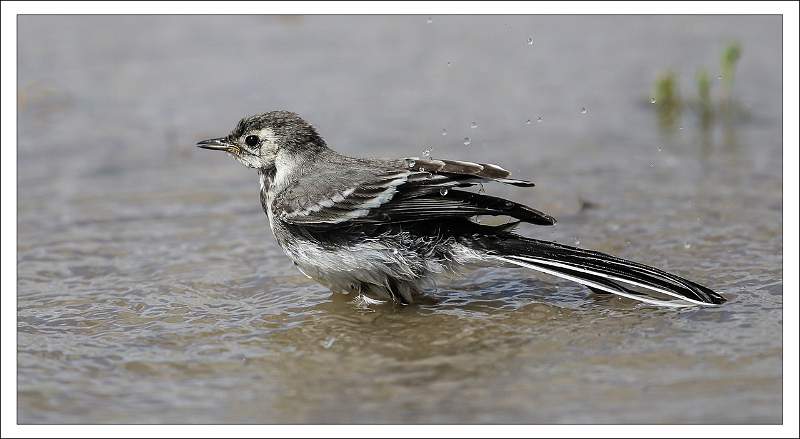 LRPSPiedWagtailBathing.jpeg
