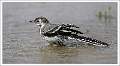 LRPSPiedWagtailBathing