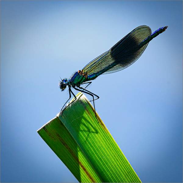 Banded Demoiselle02.jpg - SWT Papermill Lane Reedbeds