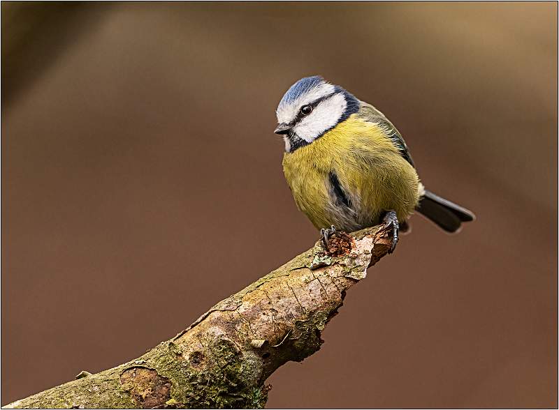 Bluetit.jpg - SWT Lackford Lakes