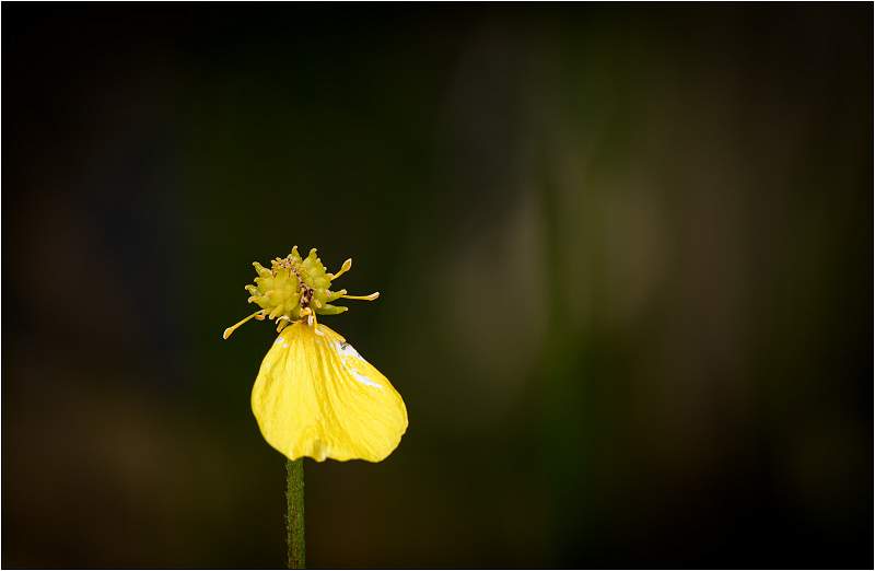 Broken Flower.jpg - SWT Foxburrow Farm