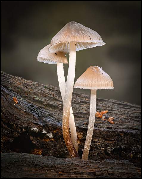 Common Bonnet Mushrooms.jpg - Staverton Thicks
