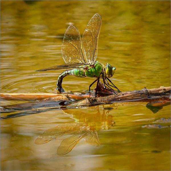 Emperor Dragonfly Ovi-positoring.jpg - SWT Lackford Lakes