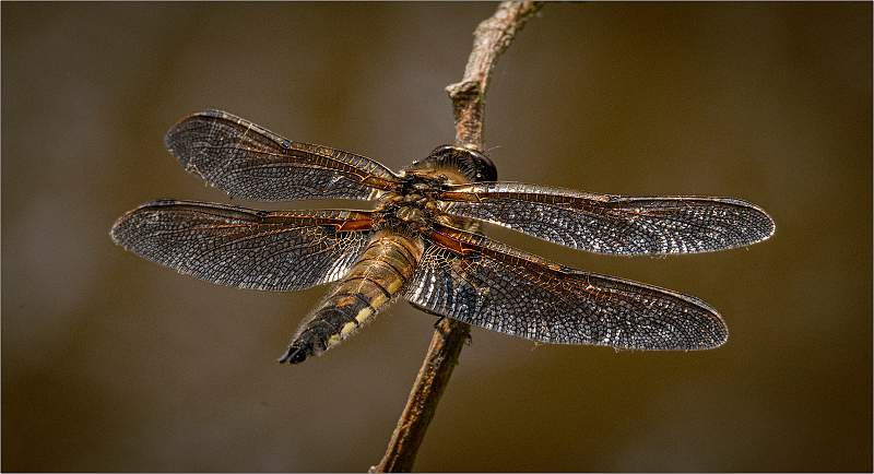 Four-Spotted Chaser.jpg