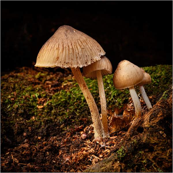 Fungi 02.jpg
