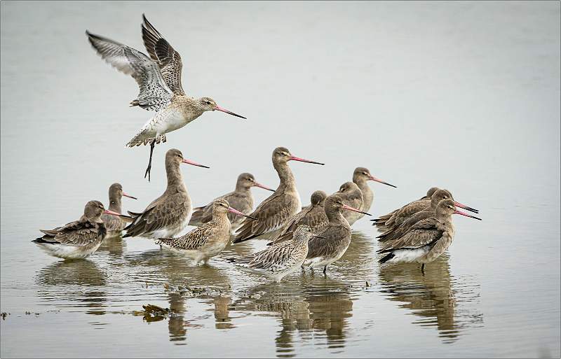 Godwits.jpg - Kyson Point