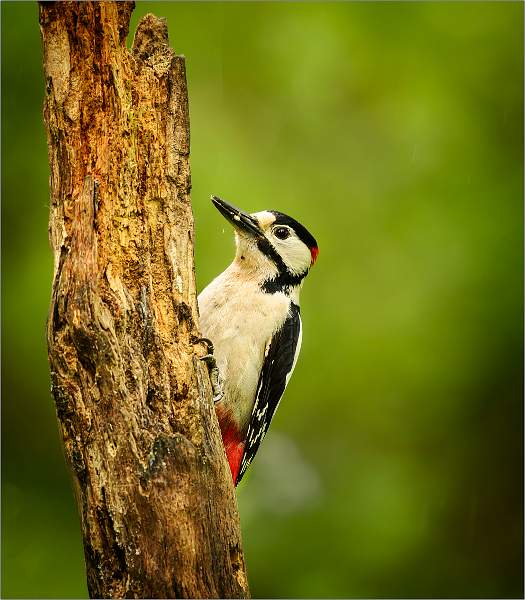 Greater-Spotted Woodpecker.jpg - SAAF Hides