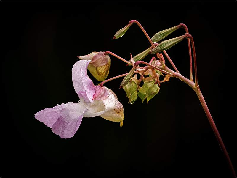 Himalayan Balsam.jpg - SWT Papermill Lane Reedbeds