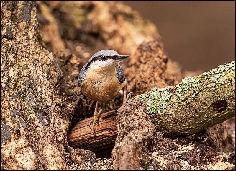 MC1_1793.jpg - SWT Lackford Lakes